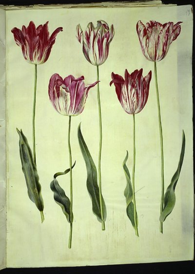 Tulipa gesneriana (have-tulipan) 作： Hans Simon Holtzbecker