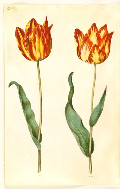 Tulipa gesneriana (have-tulipan) 作： Hans Simon Holtzbecker