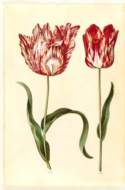 Tulipa gesneriana (have-tulipan) 作： Hans Simon Holtzbecker