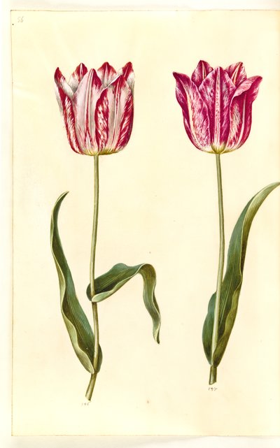 Tulipa gesneriana (have-tulipan) 作： Hans Simon Holtzbecker