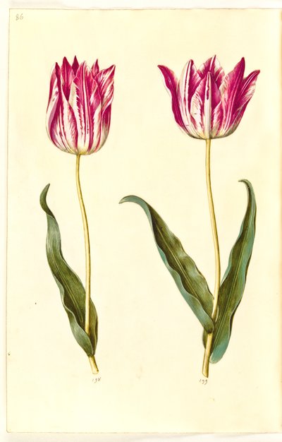 Tulipa gesneriana (have-tulipan) 作： Hans Simon Holtzbecker