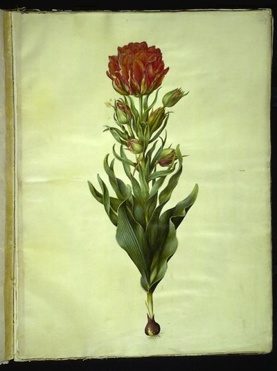 Tulipa gesneriana (have-tulipan) 作： Hans Simon Holtzbecker