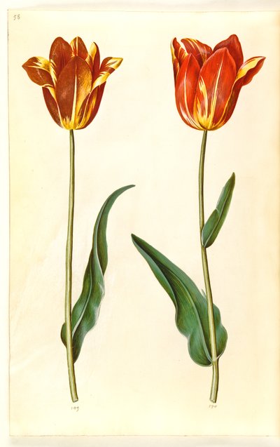 Tulipa gesneriana (have-tulipan) 作： Hans Simon Holtzbecker
