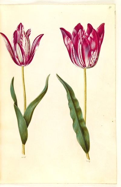 Tulipa gesneriana (have-tulipan) 作： Hans Simon Holtzbecker