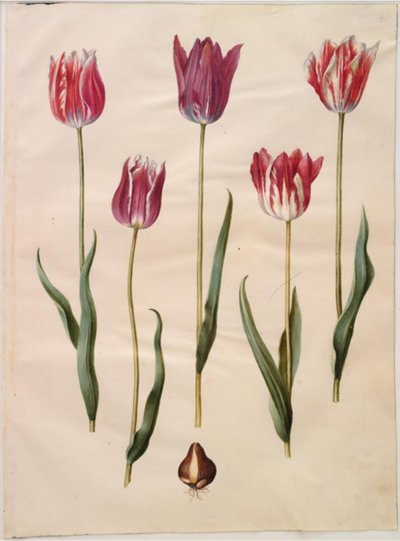 Tulipa gesneriana (have-tulipan) 作： Hans Simon Holtzbecker
