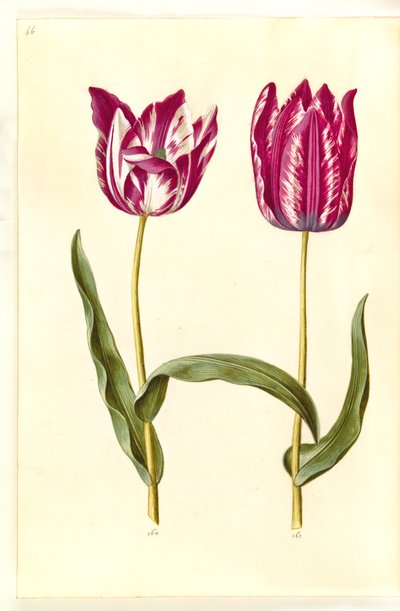 Tulipa gesneriana (have-tulipan) 作： Hans Simon Holtzbecker