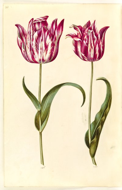 Tulipa gesneriana (have-tulipan) 作： Hans Simon Holtzbecker