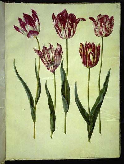 Tulipa gesneriana (have-tulipan) 作： Hans Simon Holtzbecker