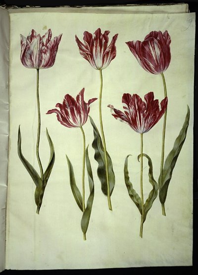 Tulipa gesneriana (have-tulipan) 作： Hans Simon Holtzbecker