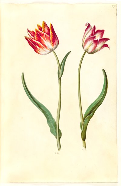 Tulipa gesneriana (have-tulipan) 作： Hans Simon Holtzbecker