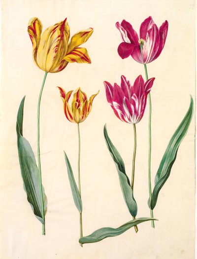 Tulipa gesneriana (have-tulipan) 作： Hans Simon Holtzbecker