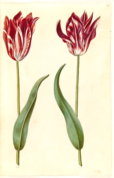 Tulipa gesneriana (have-tulipan) 作： Hans Simon Holtzbecker