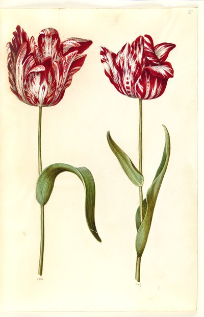 Tulipa gesneriana (have-tulipan) 作： Hans Simon Holtzbecker