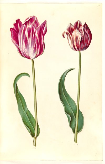 Tulipa gesneriana (have-tulipan) 作： Hans Simon Holtzbecker