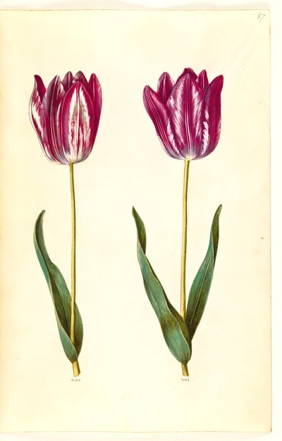 Tulipa gesneriana (have-tulipan) 作： Hans Simon Holtzbecker