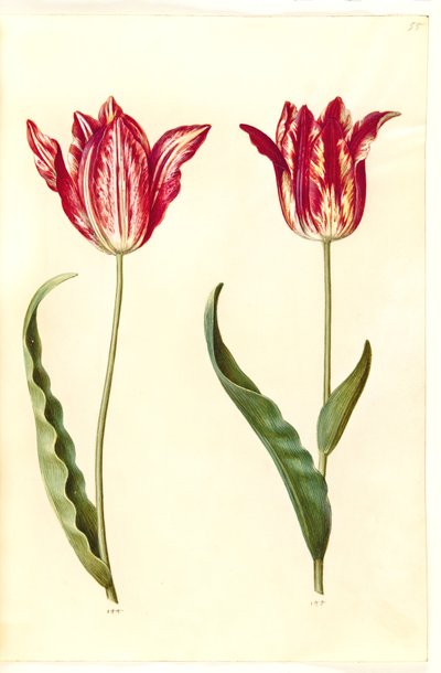 Tulipa gesneriana (have-tulipan) 作： Hans Simon Holtzbecker