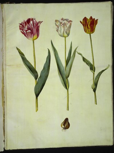 Tulipa gesneriana (have-tulipan) 作： Hans Simon Holtzbecker