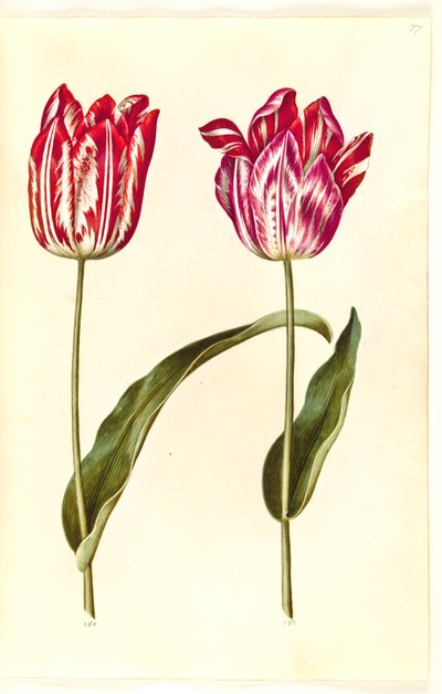 Tulipa gesneriana (have-tulipan) 作： Hans Simon Holtzbecker