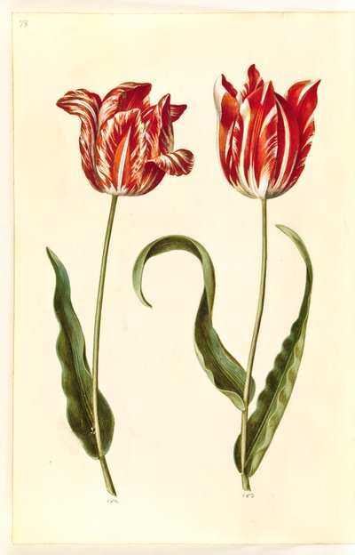 Tulipa gesneriana (have-tulipan) 作： Hans Simon Holtzbecker