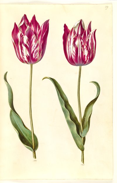 Tulipa gesneriana (have-tulipan) 作： Hans Simon Holtzbecker