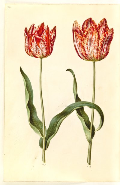 Tulipa gesneriana (have-tulipan) 作： Hans Simon Holtzbecker