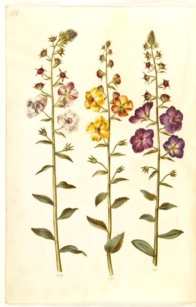 Verbascum blattaria (klase-kongelys); Phoenician verbascum (紫-congelys) 作： Hans Simon Holtzbecker