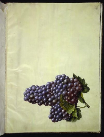 Vitis vinifera (一般的なワイン) 作： Hans Simon Holtzbecker