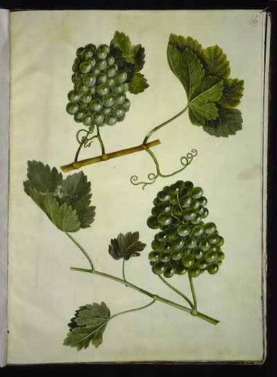 Vitis vinifera (一般的なワイン) 作： Hans Simon Holtzbecker