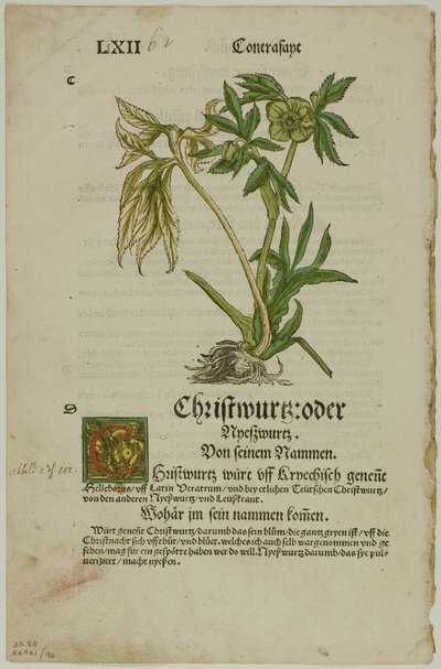 Herbarium (Kräuterbuch) の Christwurz (Hellebore)、16 世紀の本の木版画のプレート 96 作： Hans Weiditz, II