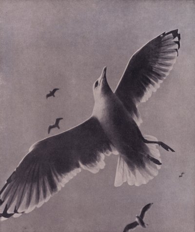 素早く高く高く舞い上がるメレディス（白黒写真） 作： Harold Burdekin