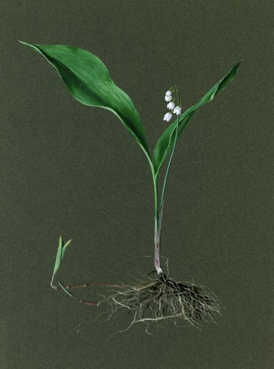 Convallaria Majalis スズラン、c1870-1 作： Harold Drinkwater