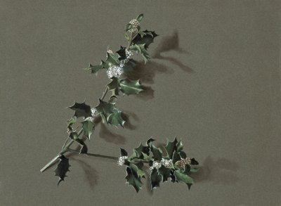 Ilex aquifolium L. Common Holly、c1870-1920。 作： Harold Drinkwater