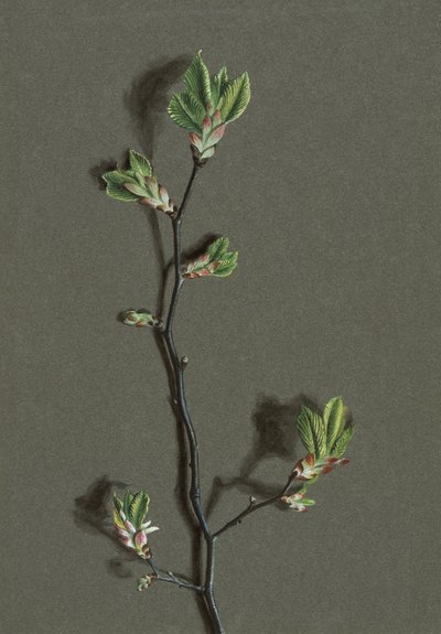 Ulmus glabra Huds Wych Elm、c1870-1920。 作： Harold Drinkwater