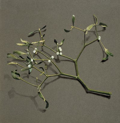 Viscum white L Mistletoe、c1870-1920。 作： Harold Drinkwater