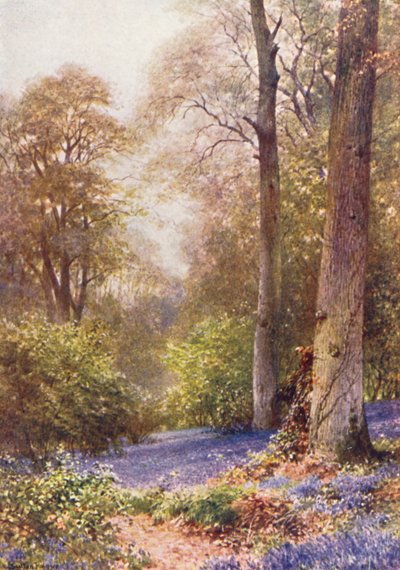 ブルーベル、リプリー（カラーリトグラフ） 作： Harold Sutton Palmer