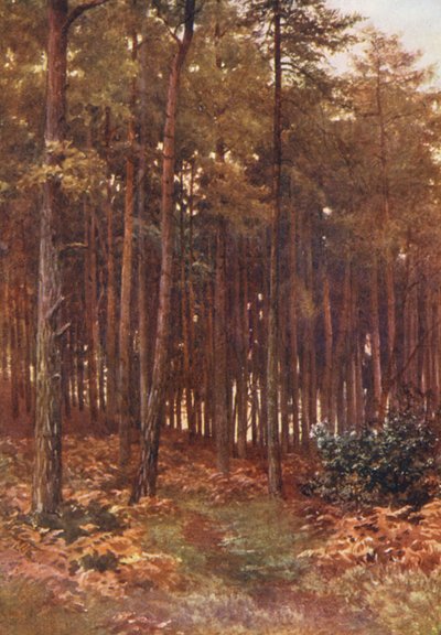 モミの森の奥深く、リプリー（カラーリトグラフ） 作： Harold Sutton Palmer