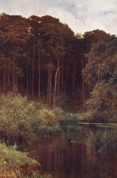 ウッドランド・デプス、ウォットン（カラーリトグラフ） 作： Harold Sutton Palmer