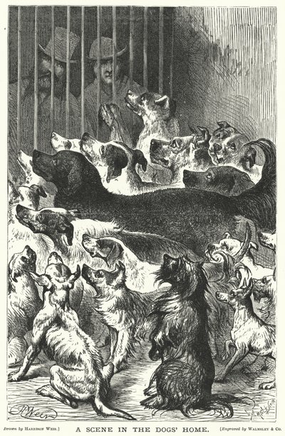 犬の家のシーン 作： Harrison William Weir