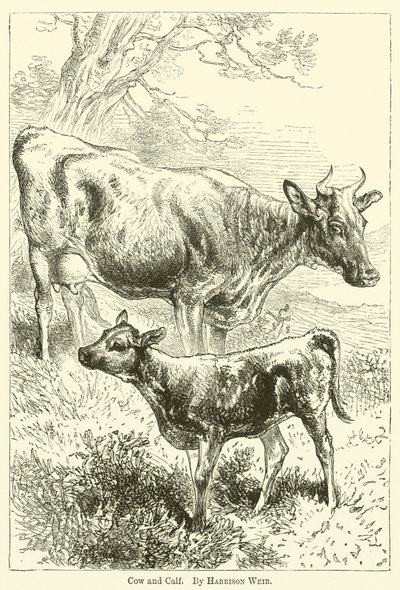 牛と子牛 作： Harrison William Weir