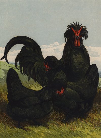 クリーヴ・クール（クロモリト 作： Harrison William Weir