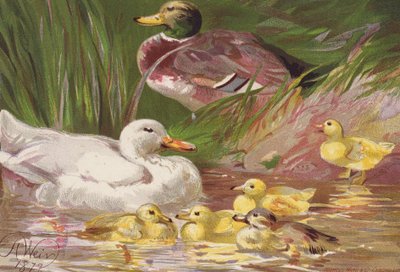 アヒルと鴨の子供たち（カラーリトグラフ） 作： Harrison William Weir