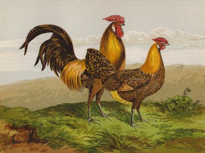 金色に輝くハンバーグ（クロモリソウ 作： Harrison William Weir