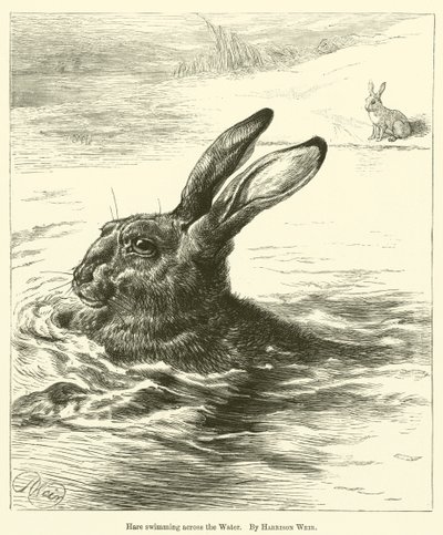 水を渡って泳ぐうさぎ 作： Harrison William Weir