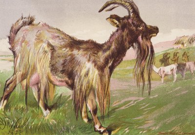 カティの野獣（カラーリトグラフ） 作： Harrison William Weir