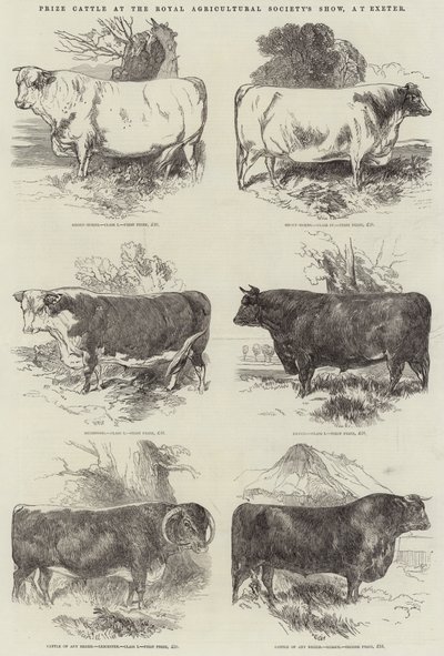 王立農業協会のショー、エクセターでの賞牛 作： Harrison William Weir
