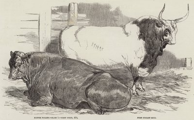 ウィンザーでの王立農業協会のショーでの賞牛 作： Harrison William Weir
