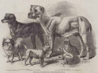 リーズショーの賞犬 作： Harrison William Weir