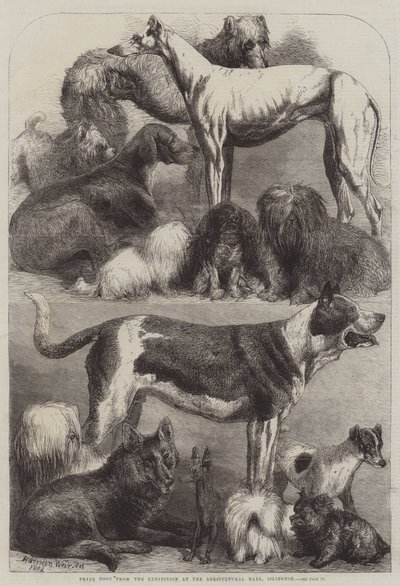 イズリントン農業ホールでの展示会からの賞品の犬 作： Harrison William Weir