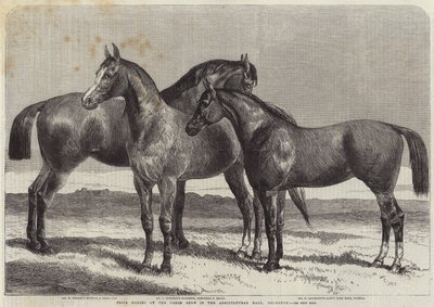 イズリントン農業ホールでの馬ショーでの馬の賞 作： Harrison William Weir