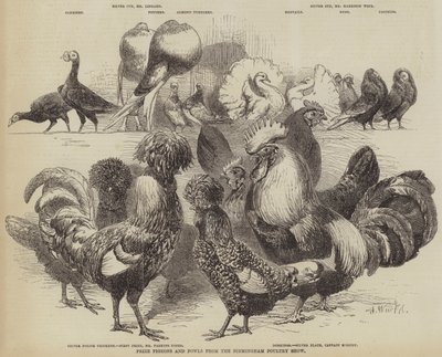 バーミンガム家禽ショーからの賞鳩と家禽 作： Harrison William Weir